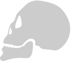 Skull  vector