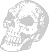 Skull grunge vector