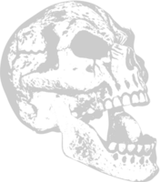 Skull grunge vector