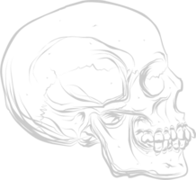 Skull side view vector