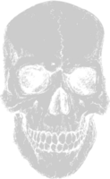 Skull grunge vector