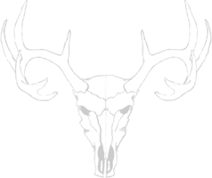 Skull vector