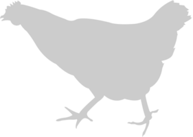 Animal Causes Chicken vector