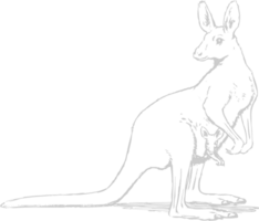 Animal Causes Kangaroo vector