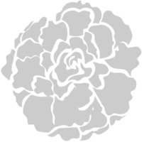 flor de clavel vector