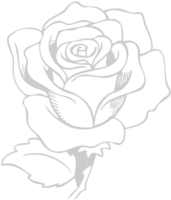 Rose vector