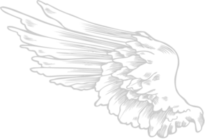 Wings angel vector