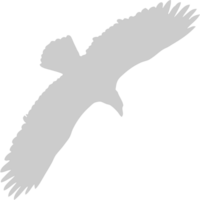 eagle vector