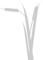 Cattails vector