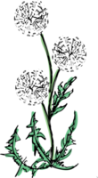 Flower dandelion  vector