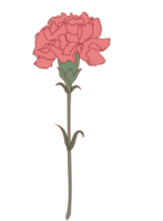 Carnation flower vector