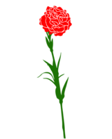 flor de clavel vector