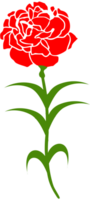 Carnation flower vector