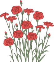 flor de clavel vector