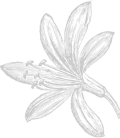 Flower exotic vector