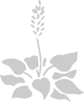 Flower vector