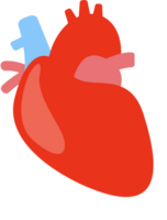 corazón humano vector