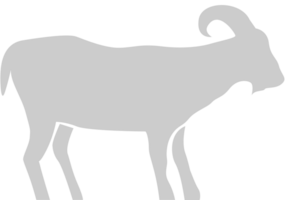 Sheep vector