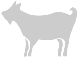 Sheep vector