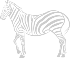 Zebra vector