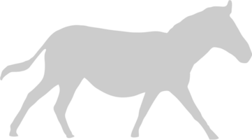 Zebra vector