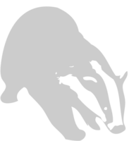 Badger vector