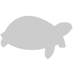 Tortuga vector