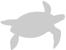 Turtle vector