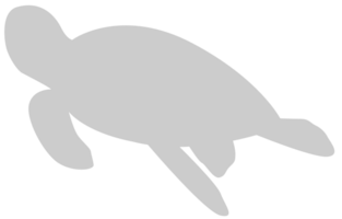 Tortuga vector