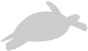 Turtle vector