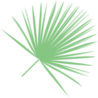 leaf palm vector