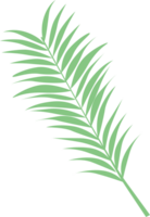 leaf palm vector