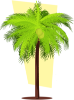 coconut tree vector