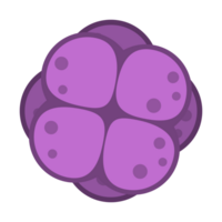 bacteria vector