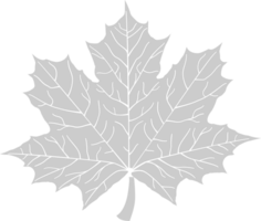 Maple Leaf vector