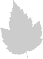 Maple Leaf vector