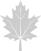 Maple Leaf vector