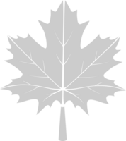 Maple Leaf vector