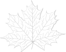 Maple Leaf vector