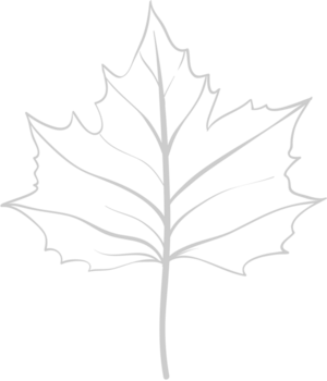 Maple Leaf vector