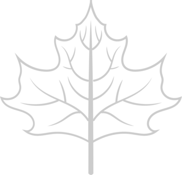 Maple Leaf vector