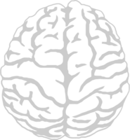 cerebro vector