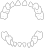 Teeth vector