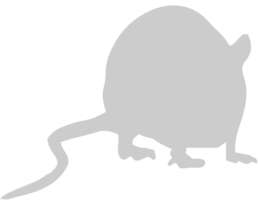 Mouse animal vector