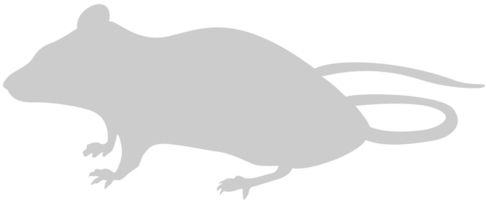 Mouse animal vector