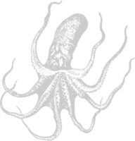 Octopus hand drawn vector