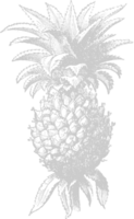 Pineapple sketch vector