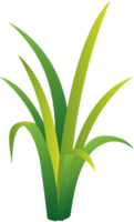 Grass vector