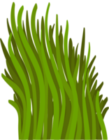 Grass vector