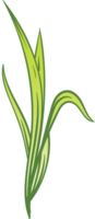 Lemongrass vector